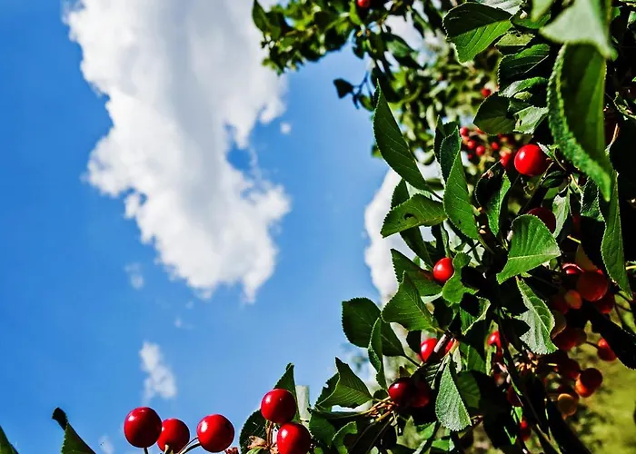 Апартаменты Labud *